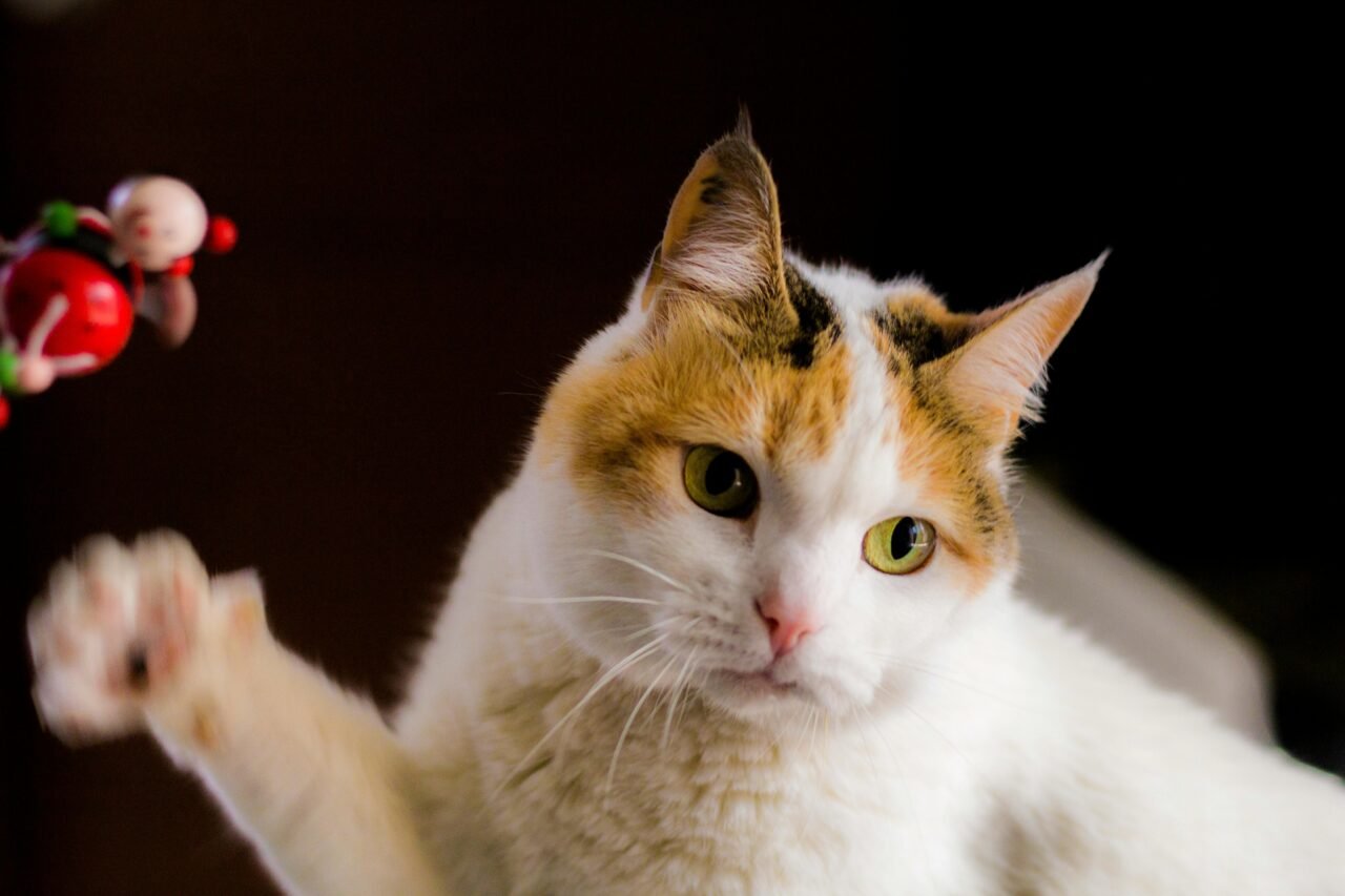 Cat-playing-1280x853.jpg