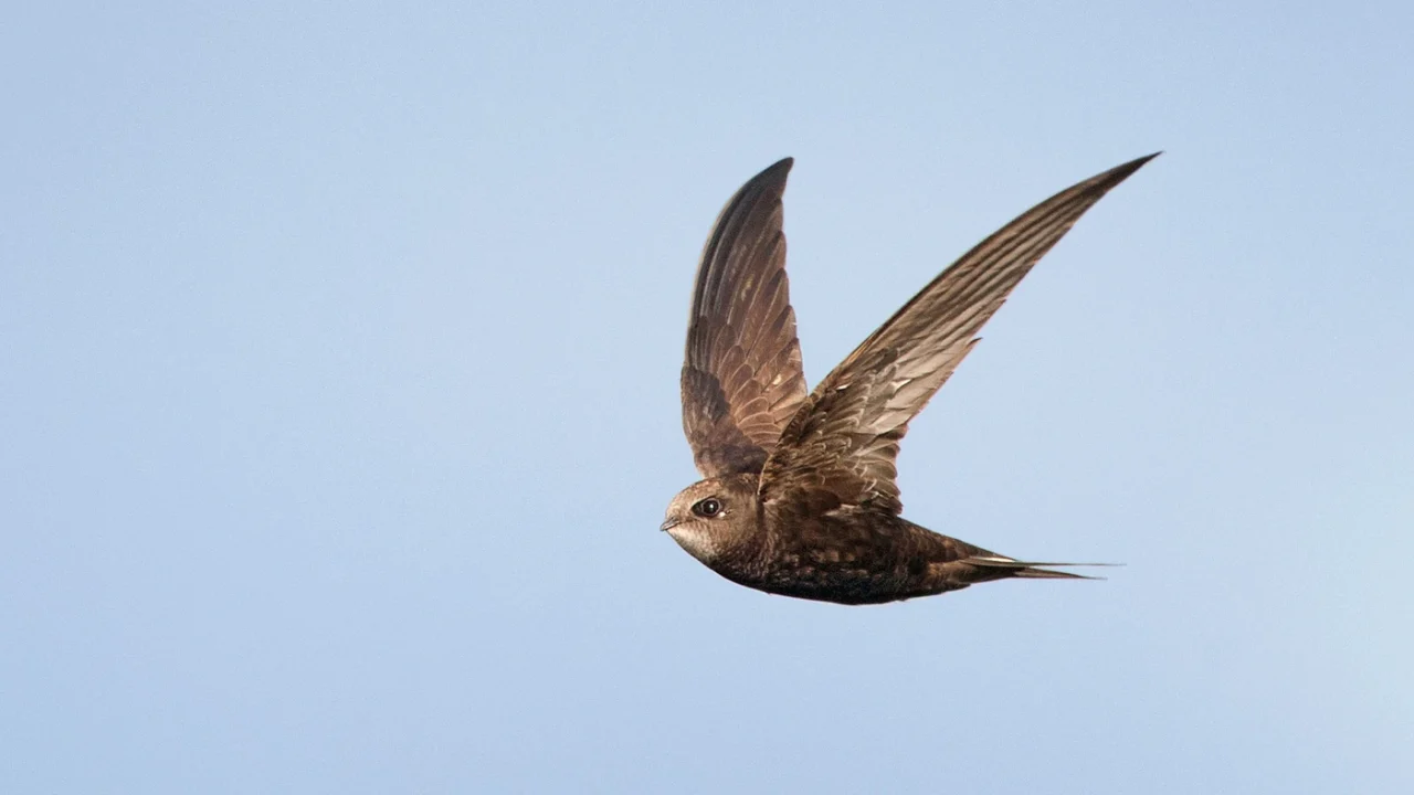 Common_Swift-2-1280x720.webp