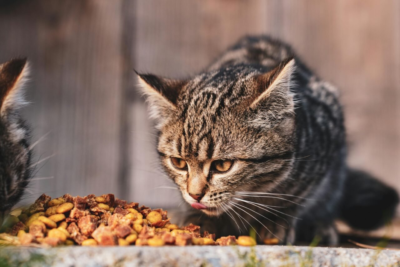 cat-eating-1280x854.jpg