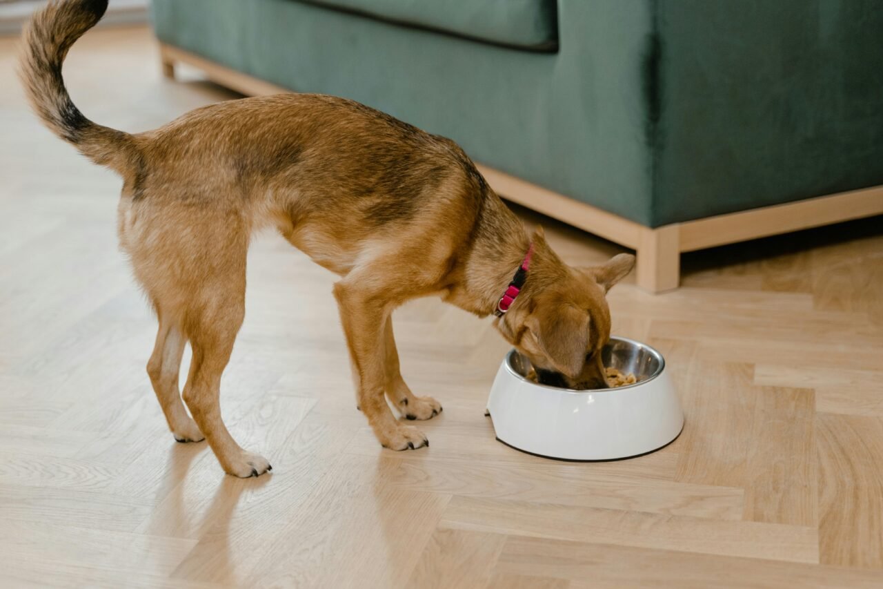 dog-food-recommendations-2-1280x853.jpg